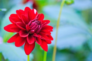 kırmızı yıldız çiçeği