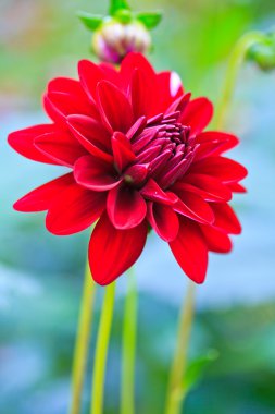 kırmızı yıldız çiçeği