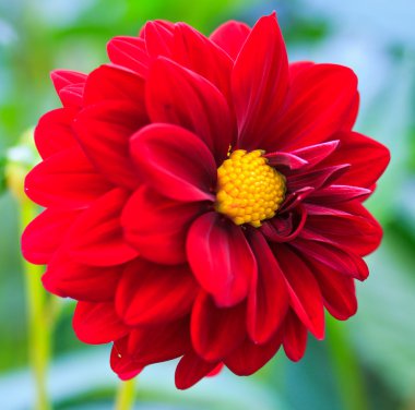 kırmızı yıldız çiçeği