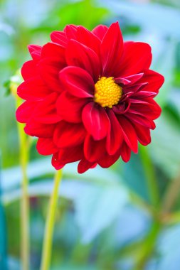 kırmızı yıldız çiçeği