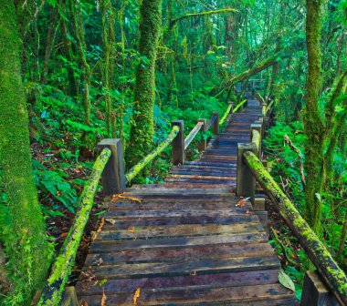 tropik yağmur ormanı yolu