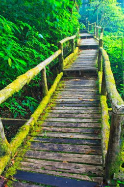 tropik yağmur ormanı yolu