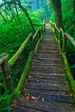 tropik yağmur ormanı yolu