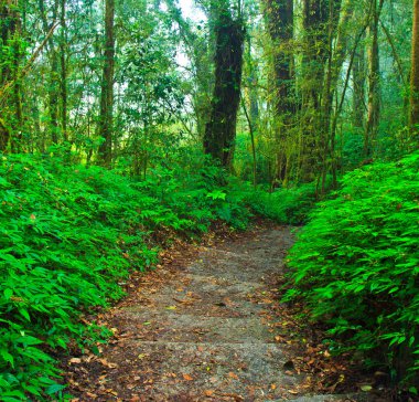 tropik yağmur ormanı yolu