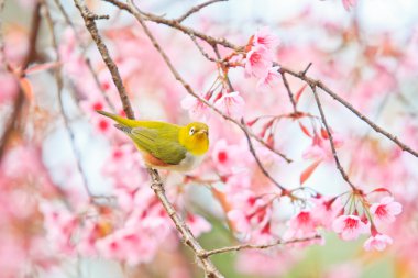 White-Eye kuş kiraz çiçeği