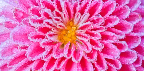 Chrysanthemum — Stock Photo, Image