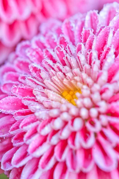 Chrysantheme — Stockfoto