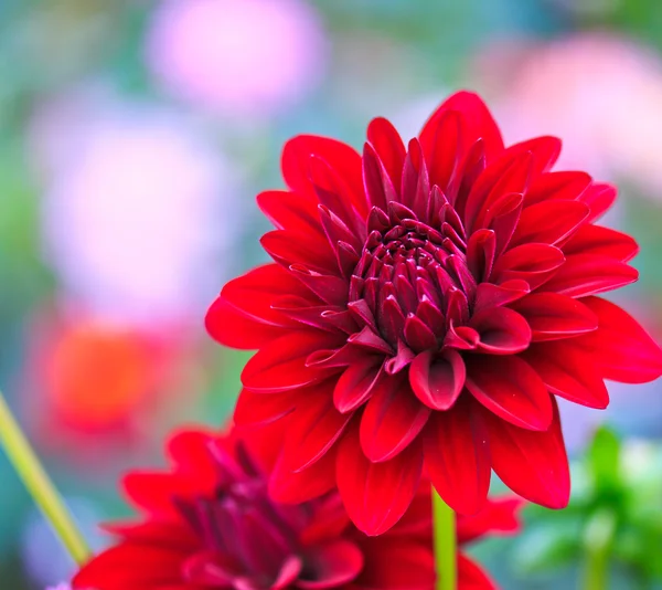 Rode dahlia — Stockfoto