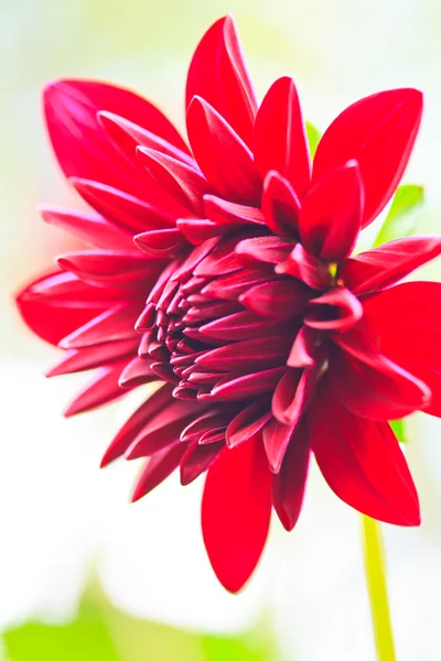 Red dahlia — Stock Photo, Image