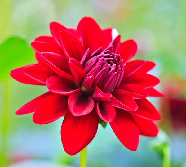 kırmızı yıldız çiçeği