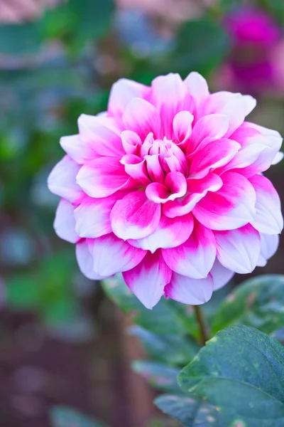 Fiore di Dahlia — Foto Stock