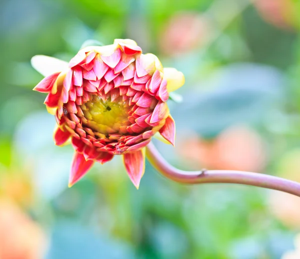 Dahlia bloem — Stockfoto
