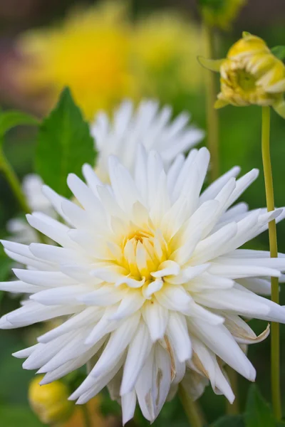 Dahlia blomma — Stockfoto