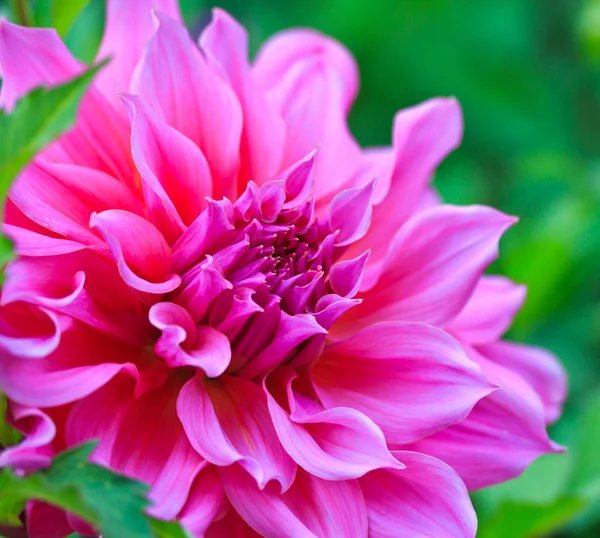 Dahlia blomma — Stockfoto