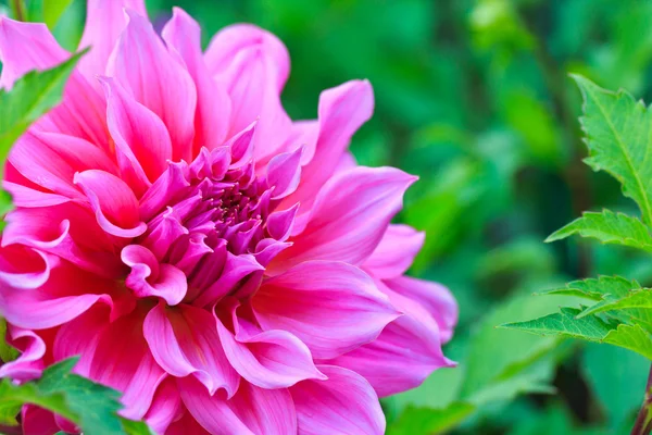 Fiore di Dahlia — Foto Stock