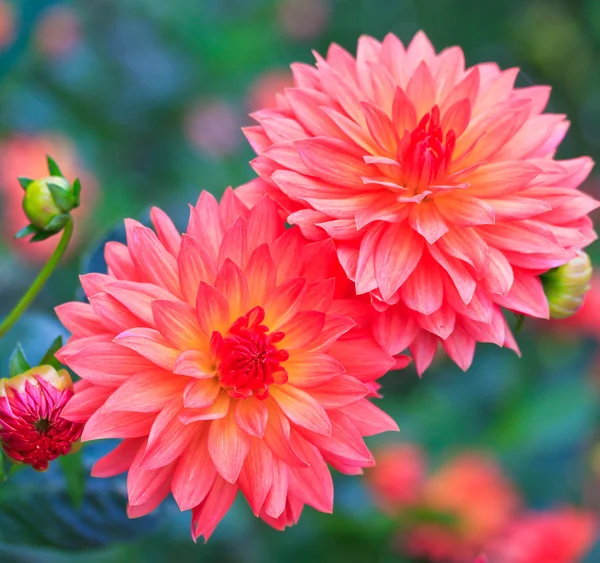 Dahlia bloem — Stockfoto