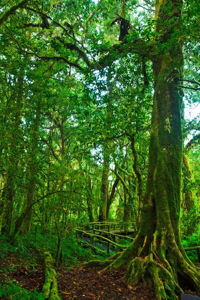 Sentier de forêt tropicale humide — Photo