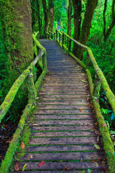 Tropical rain forest path — Stock Photo, Image