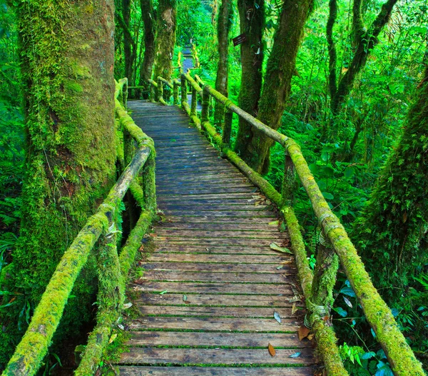 Tropical rain forest path — Stock Photo, Image