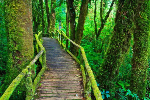 Tropischer Regenwaldpfad — Stockfoto