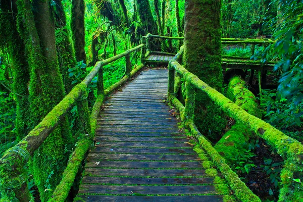 熱帯雨林のパス — ストック写真
