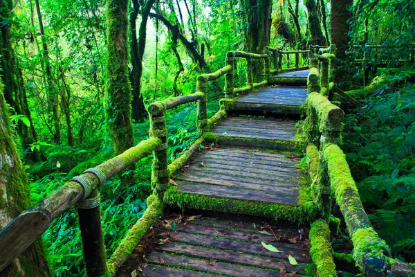 Sentiero foresta pluviale tropicale — Foto Stock