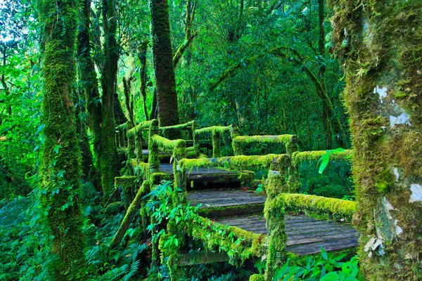 Tropical rain forest path — Stock Photo, Image