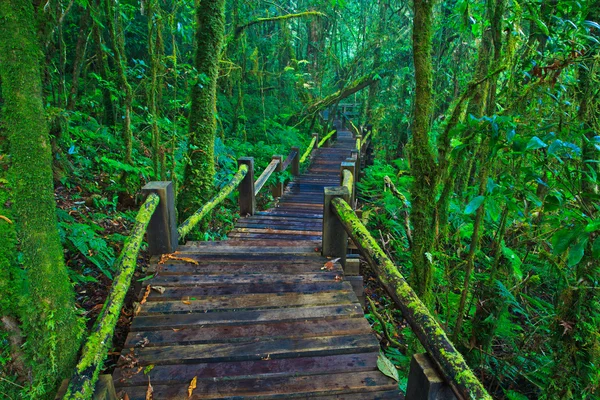 Sentiero foresta pluviale tropicale — Foto Stock