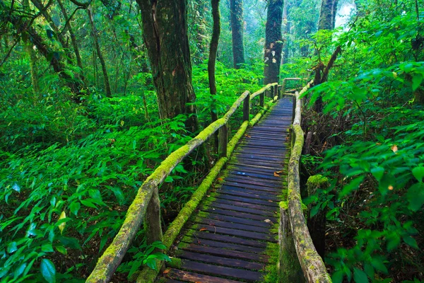 Sentier de forêt tropicale humide — Photo