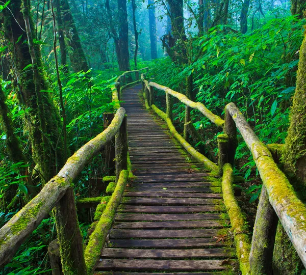 Tropisch regenwoud pad — Stockfoto