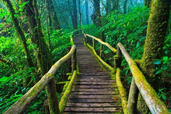 Sentiero foresta pluviale tropicale — Foto Stock