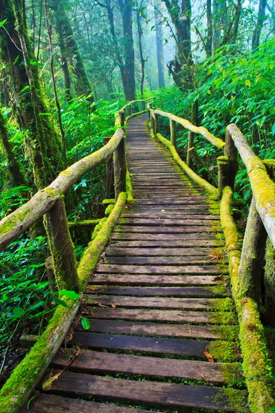 Sentier de forêt tropicale humide — Photo