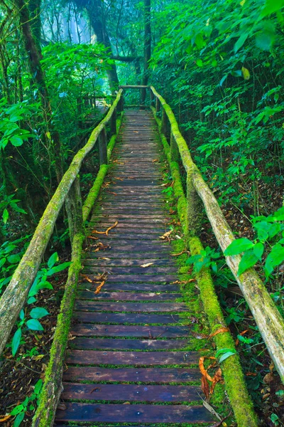 Sentier de forêt tropicale humide — Photo