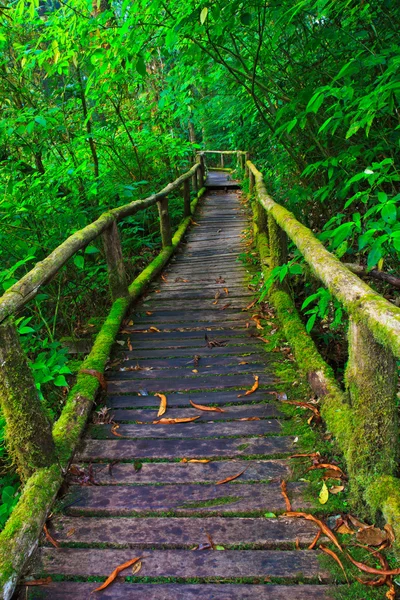 Sentier de forêt tropicale humide — Photo