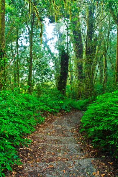 Tropical rain forest path — Stock Photo, Image