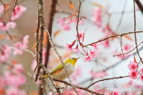 Pájaro de ojo blanco en flor de cerezo — Foto de Stock