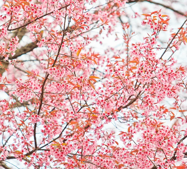 Cherry Blossom — Stock Photo, Image