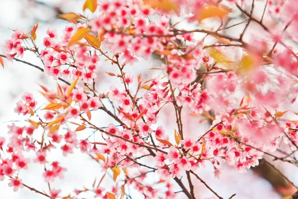 Fiore di ciliegio — Foto Stock