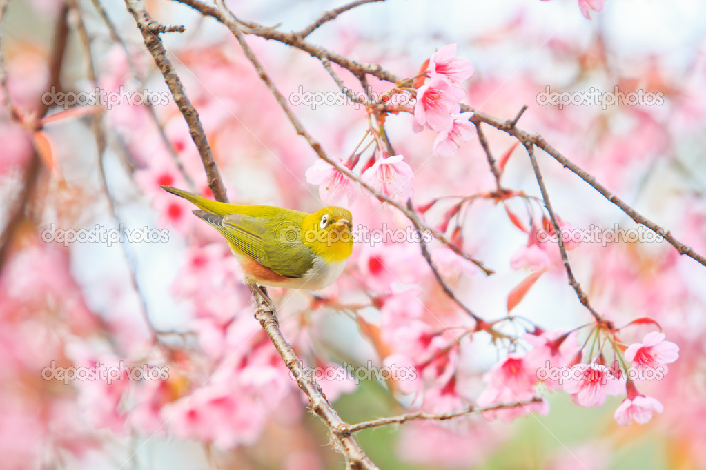 White-eye Bird on Cherry Blossom