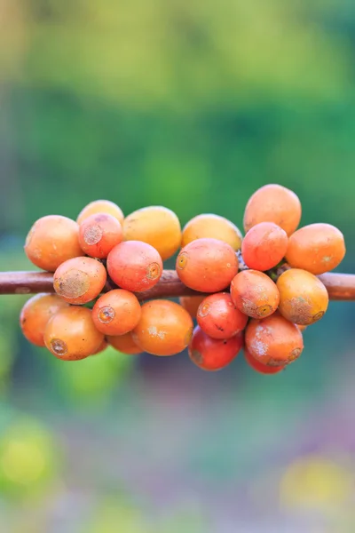 Chicchi di caffè — Foto Stock