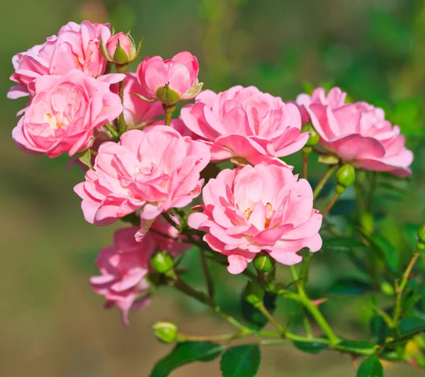 Rosas cor de rosa — Fotografia de Stock