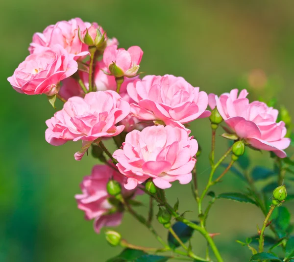 Rosas cor de rosa — Fotografia de Stock