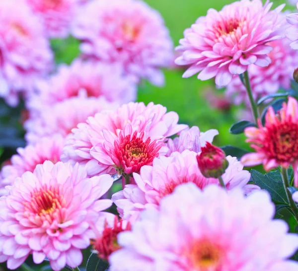 Crisantemo rosa — Foto de Stock