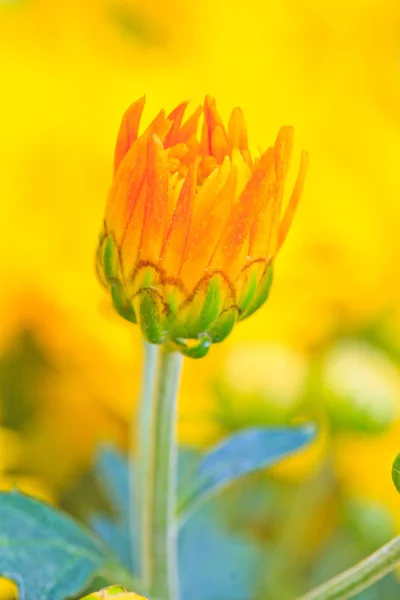 Crisantemo amarillo —  Fotos de Stock