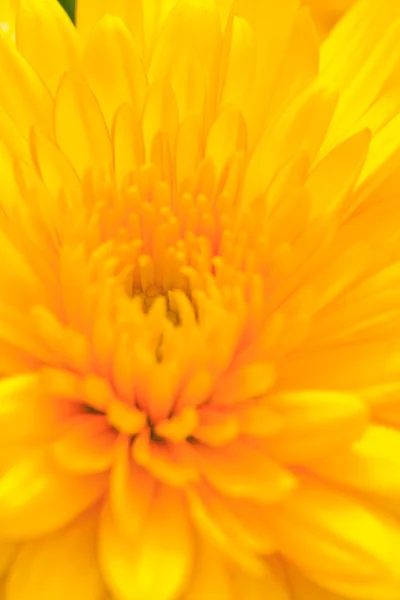 Yellow chrysanthemum — Stock Photo, Image