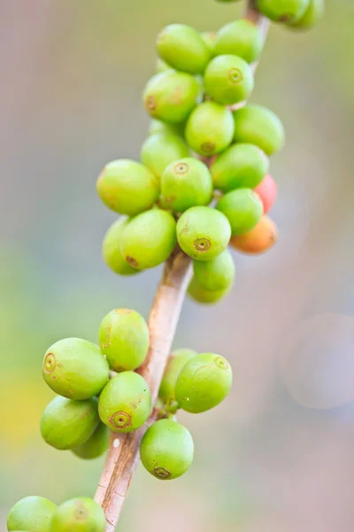 Chicchi di caffè — Foto Stock