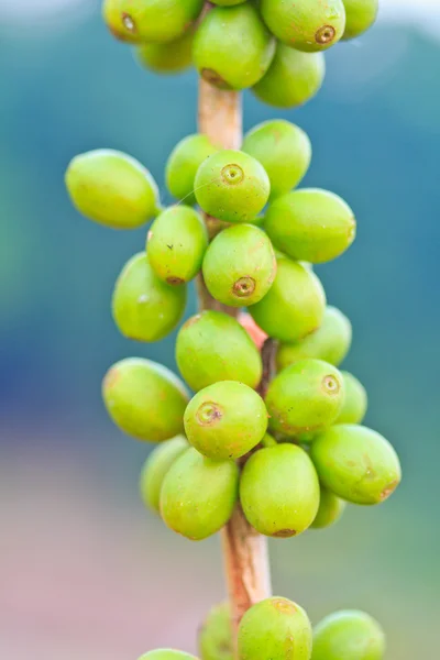 Oljeväxtfrukter — Stockfoto