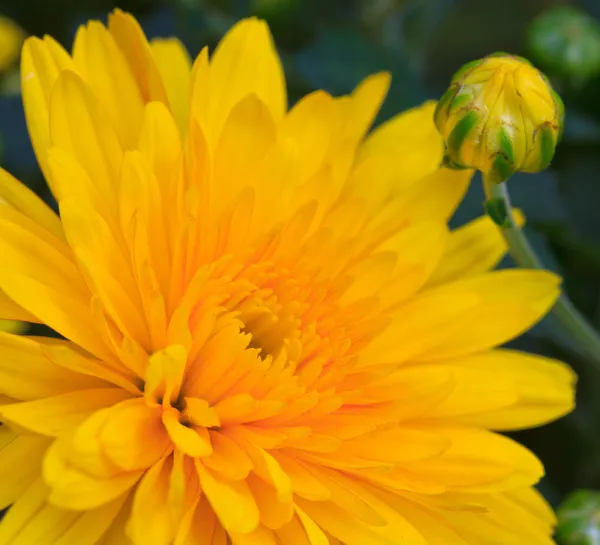 Gele chrysant — Stockfoto