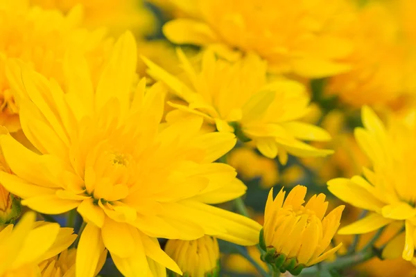 Crisantemo amarillo —  Fotos de Stock