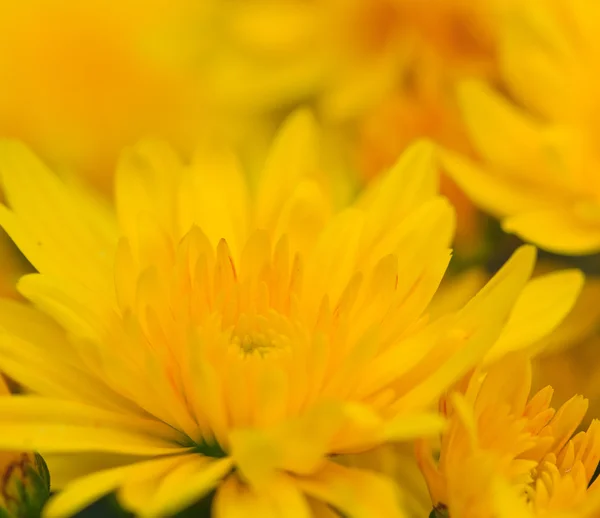 Gelbe Chrysantheme — Stockfoto